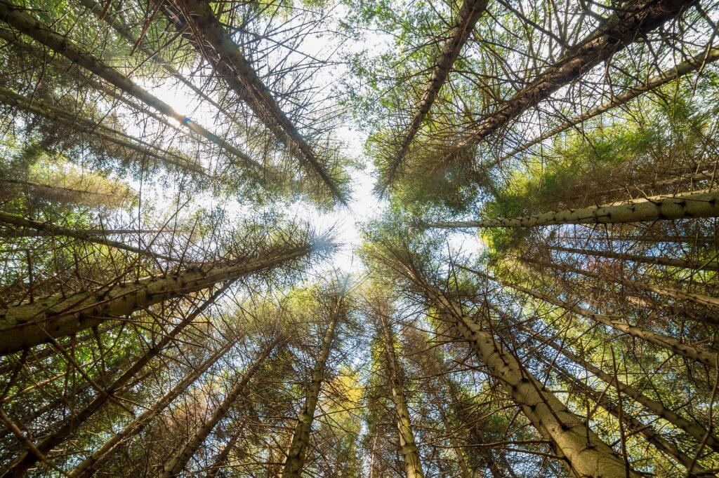 Looking up under pine trees.